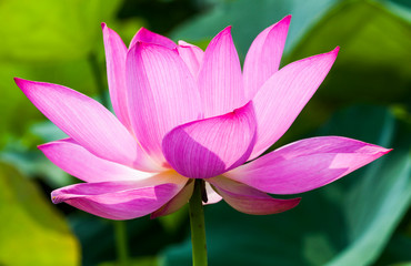 Close-up of the lotus flower in the garden with blurred background 