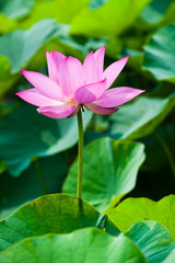 Fototapeta premium Close-up of the lotus flower in the garden 