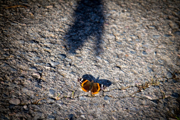 Mariposa con una sombra
