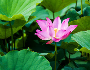 Close-up lotus flower in the garden with blurred background 