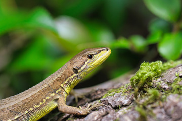 トカゲの仲間のカナヘビ