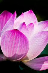 Fototapeta na wymiar Beautiful lotus flower in the garden