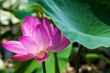 Close-up of the lotus in the garden with blurred background
