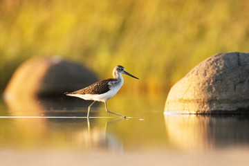 European wader bird Common greenshank, Tringa nebularia walking in a water during a tide in summertime. 