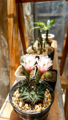 Close up Cactus flower, Gymnocalycium species