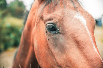 oeil de cheval (poulain)