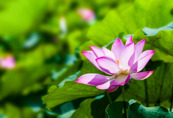 Fototapeta premium Close-up of the lotus flower in the garden with blurred background 
