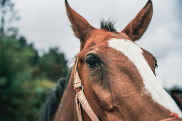 oeil de cheval (poulain)