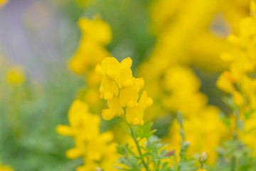 Yellow flower gorse blooming in spring，Cytisus scoparius (Linn.) Link，Scotch Broom 