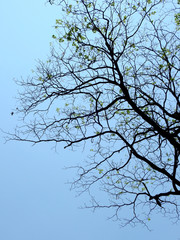 branch of tree with blue sky background