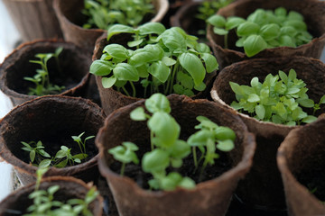 Growing basil at home. Microgreens. Healthy eating. High quality photo