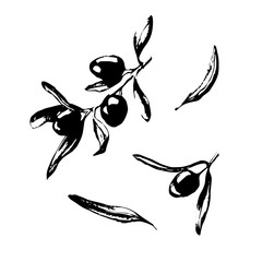 Set of olives, olive tree leaves, olive branches. Sketch of olives on a branch.