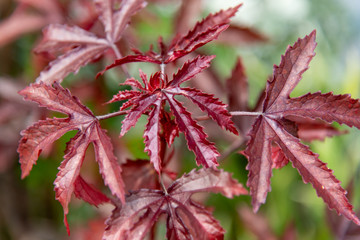 Close up cranberry hibiscus leave in the garden