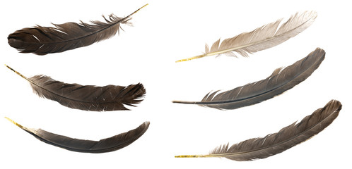 Natural bird feathers isolated on a white background. collage pigeon, goose  and chicken feathers...
