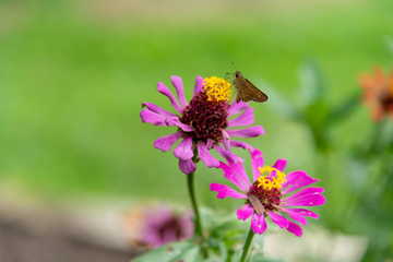Close up butterfly on a flower