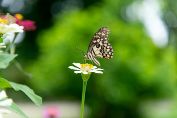 Close up butterfly on a flower