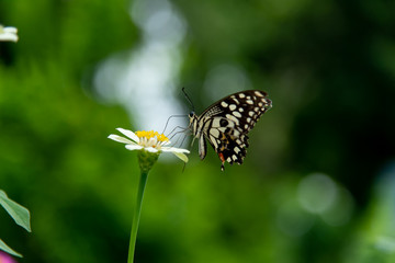 Close up butterfly on a flower