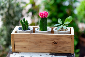 cactus pot in wooden plant box