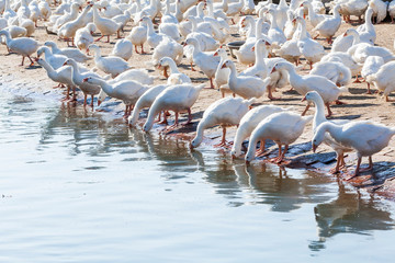 Goose on a traditional free-range poultry farm in Taiwan