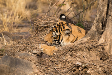 Tiger cub cleaning its paw Ranthambore Tiger Reserve