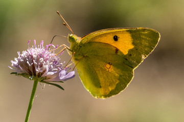 Butterfly (marigold) foraging for a flower