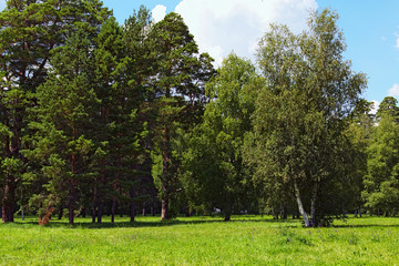 Fototapeta na wymiar Picturesque nature landscape with different old trees and grass with wild blooming flowers in the foreground. Concept of landscape and nature. The Arboretum Oleksandriya, Bila Tserkva, Ukraine