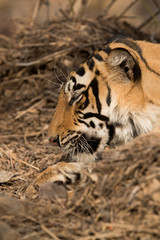 T60 cub resting, Ranthambore Tiger Reserve