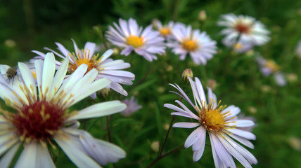 daisies in the garden