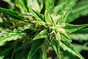 Ripe cannabis plant - Northern Light. Blooming female marijuana flower and leafs growing in...