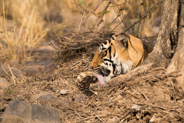 Fototapeta na wymiar Tiger cub cleaning its paw, Ranthambore Tiger Reserve