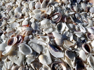 Shell beach at Bomans Beach, Sanibel Island, Florida