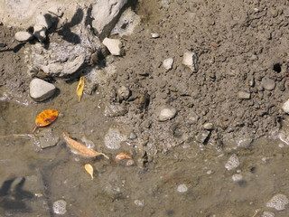 Fiddler Crabs are on the shore next to  estuary of Taiwan 