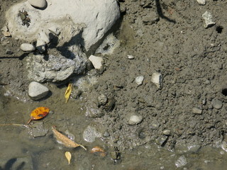 Fototapeta na wymiar Fiddler Crabs are on the shore next to estuary of Taiwan 