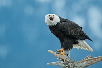 Bald Eagle adult calling taken in Homer Alaska
