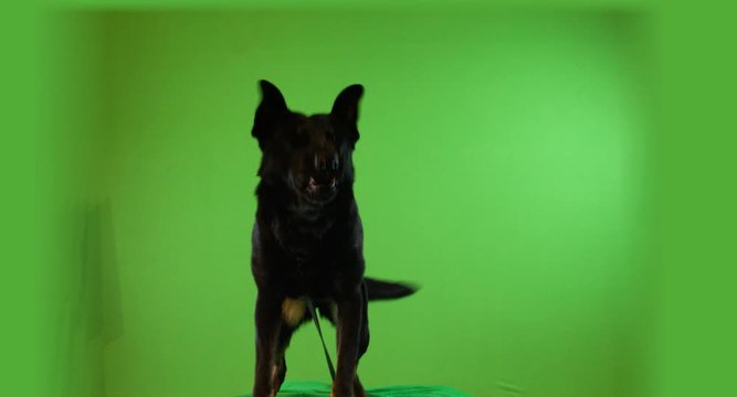 Big angry black shepherd dog barking on a leash. 
Green screen. With audio. With alpha.  ProRes 4444.  4K
Green keying has been completed and an alpha channel ready, for subsequent VFX prduction.
