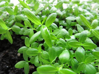 the seedling of plants are growing close up