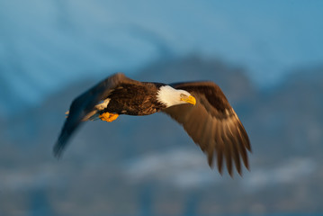Bald Eagle at sunset taken  in Homer Alaska