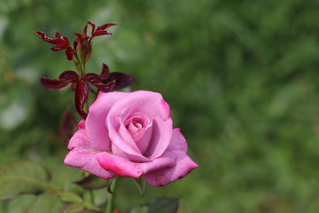 violet rose in garden
