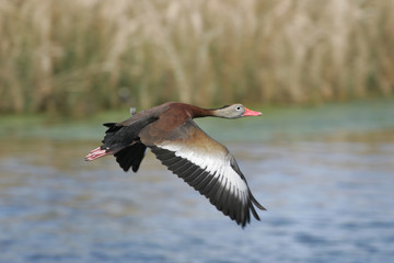 Black-bellied Whistling duck taken in SW Florida