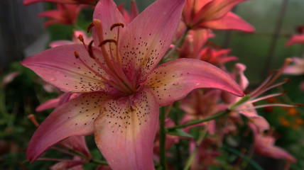 pink tiger lily