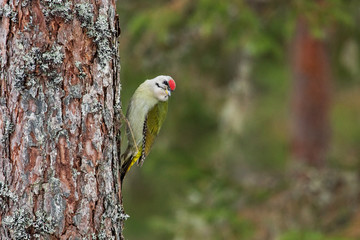 Curious and colorful Grey-headed woodpecker, Picus canus on a tree in a boreal forest of Estonia, Northern Europe. 