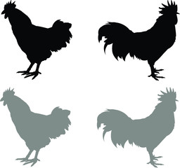 vector illustration of a rooster