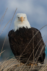 Bald Eagle taken in Homer Alaska