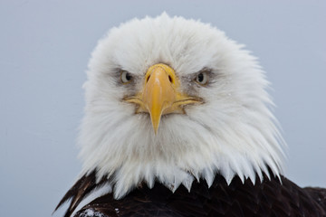Bald Eagle head taken in Homer Alaska