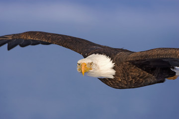 Bald Eagle in flight looking, taken in Homer Alaska