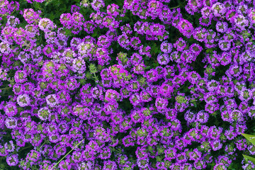 Background of bright blooming pink and purple flowers of thyme. Thymus serpyllum