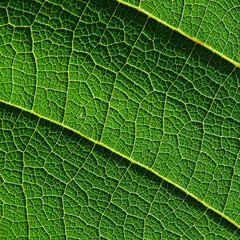 close up view of green leaf texture