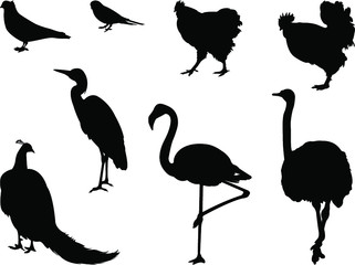 silhouettes of birds