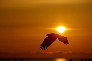 Fototapeta na wymiar Bald Eagle flying at sunset