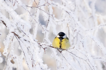 Cute and colorful winter songbird Great tit, Parus major during a morning frost with a cold weather in Northern Europe.	